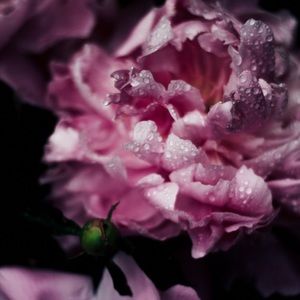 Meet your Posher, Nikki